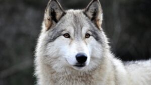 découvrez l'interaction fascinante entre l'intelligence artificielle et les loups de yellowstone. plongez dans l'univers où la technologie rencontre la nature, explorant comment l'ia peut aider à la conservation et à l'étude de ces magnifiques prédateurs, tout en révélant les enjeux écologiques de leur réintroduction.