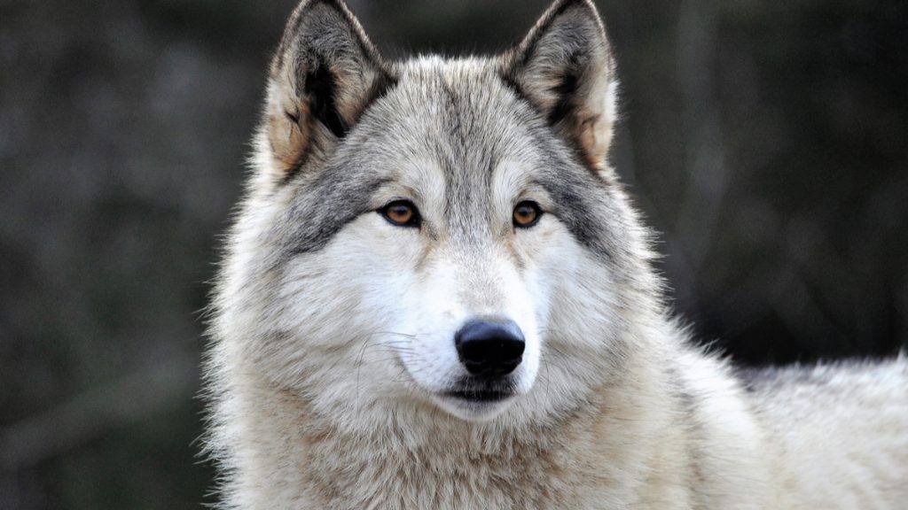 découvrez l'interaction fascinante entre l'intelligence artificielle et les loups de yellowstone. plongez dans l'univers où la technologie rencontre la nature, explorant comment l'ia peut aider à la conservation et à l'étude de ces magnifiques prédateurs, tout en révélant les enjeux écologiques de leur réintroduction.