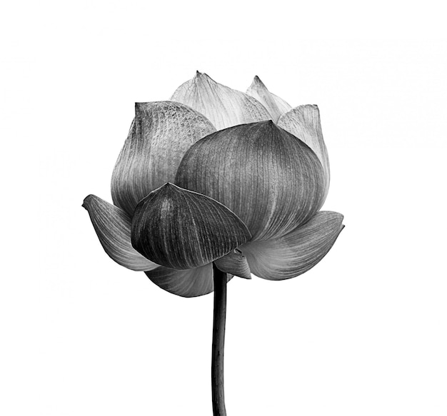 découvrez l'univers apaisant de lotus espace, un lieu dédié au bien-être et à la sérénité. profitez d'activités relaxantes, de soins thérapeutiques et d'ateliers inspirants pour retrouver votre équilibre intérieur.
